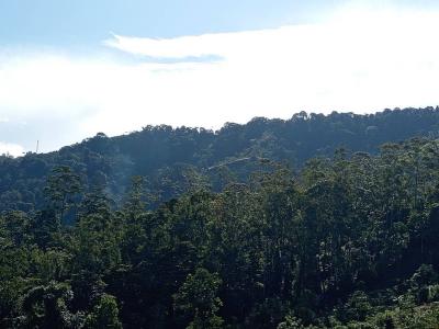 Dominical Osa, Puntarenas 00001, 哥斯達尼加