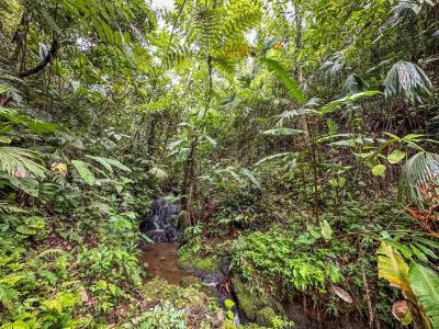 Palmar Sur Osa, 蓬塔雷納斯 00001, 哥斯達尼加