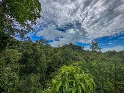 Palmar Sur Osa, 蓬塔雷納斯 00001, 哥斯達尼加