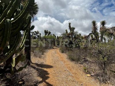 Sonido ,, Ahualulco, San Luis Potosi 78456, México