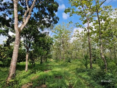 Emeri Grove, Toledo 00001, Belize