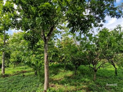 Emeri Grove, Toledo 00001, Belize