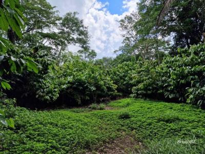 Emeri Grove, Toledo 00001, Belize