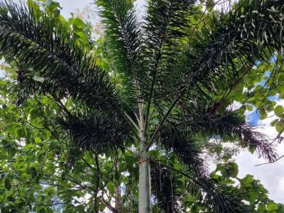 Emeri Grove, Toledo 00001, Belize