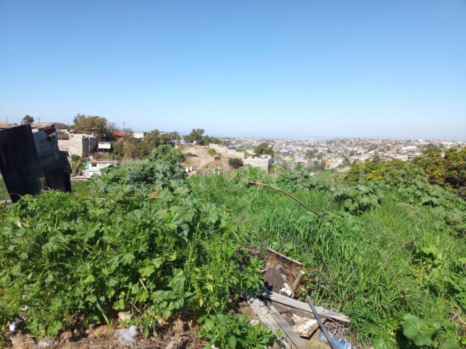 Corona Boreal 4345,, Tijuana, Baja California 22604, Mexico