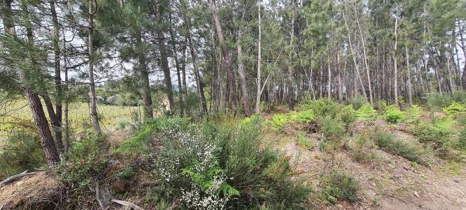 Nelas, Viseu 3520-111, Portugal