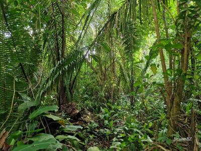 Blue Creek, Toledo 00001, Belize