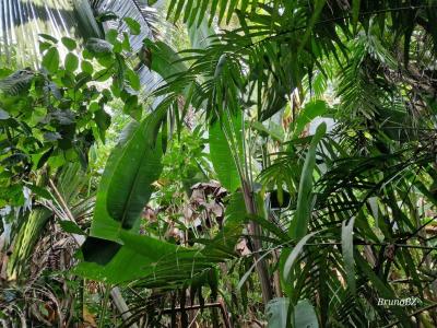 Blue Creek, Toledo 00001, Belize