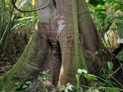 Blue Creek, Toledo 00001, Belize