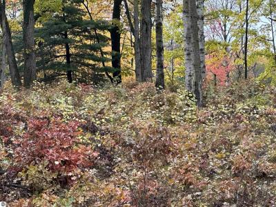 Lot #5 N Circle E, Farwell, Michigan 48622, Estados Unidos
