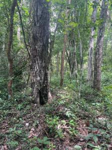 Parcela delEjido Francisco Uh May 25,, Tulum, 金塔纳罗奥 77761, 墨西哥