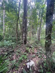 Parcela delEjido Francisco Uh May 25,, Tulum, 金塔纳罗奥 77761, 墨西哥