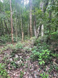 Parcela delEjido Francisco Uh May 25,, Tulum, 金塔纳罗奥 77761, 墨西哥