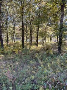 TBD Oniatara Ln, Cherokee Village, Arkansas 72529, États-Unis