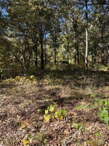 TBD Oniatara Ln, Cherokee Village, Arkansas 72529, États-Unis