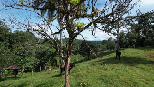 Península De Osa Puerto Jiménez Golfito, Puntarenas 00001, Costa Rica
