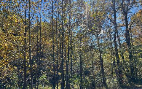 4ac Tusquittee Road, Hayesville, North Carolina 28904