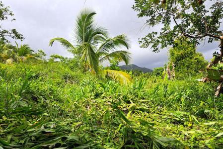 Belmont Estate Land, Belmont, St.Patrick West Indies, Grenada