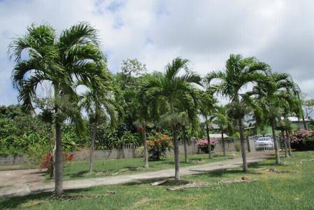 Palm Royale, Paradise, St.Andrew West Indies, Granada