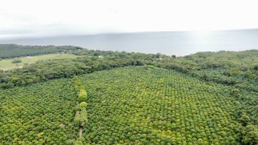 Península De Osa Puerto Jiménez Golfito, Puntarenas 00001, Costa Rica