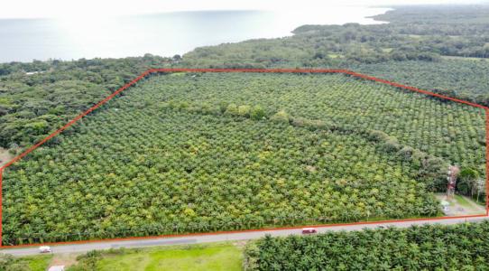 Península De Osa Puerto Jiménez Golfito, Puntarenas 00001, Costa Rica