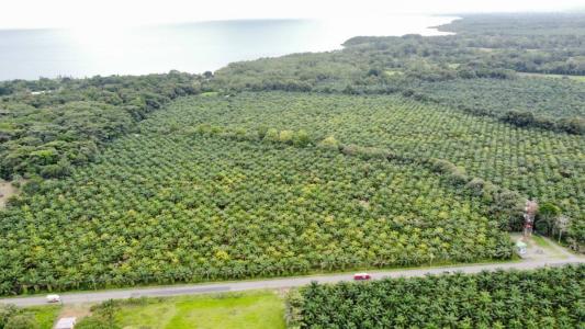 Península De Osa Puerto Jiménez Golfito, Puntarenas 00001, Costa Rica