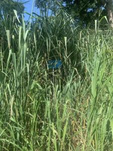 sector la montana parcela montana, Tocuyito, Carabobo 00001, Venezüella