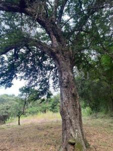 Juárez, Nuevo León 67280, México