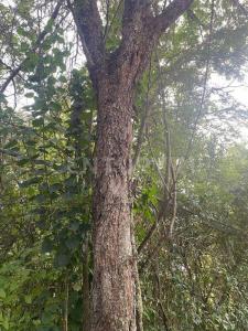 Juárez, Nuevo León 67280, México