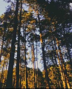 Sección E, letra E Lt 10,, Huasca De Ocampo, Hidalgo 43502, Mexico