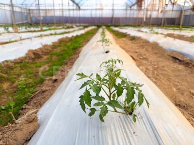Tlaxcala, Tlaxcala 90111, México