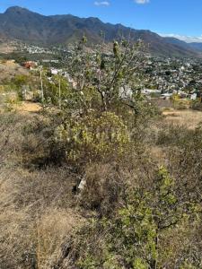Loma linda 8,, Oaxaca De Juárez, Oaxaca 68040, México
