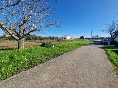 Anadia, Aveiro -, Portugal
