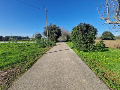 Anadia, Aveiro -, Portugal