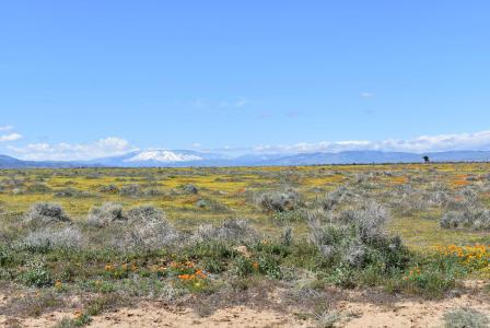 Cor Avenue C12 & 141st St West, Fairmont, California 93536