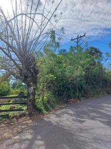 Turrialba Turrialba, Cartago 30501, Costa Rica