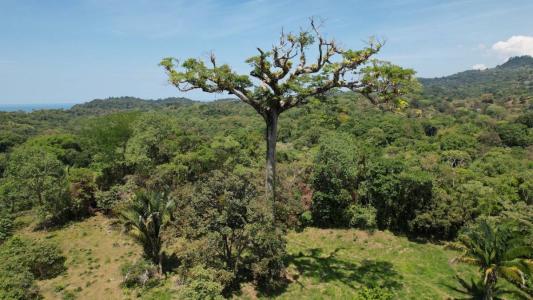 Ojochal Puerto Cortés Osa, Puntarenas 60501, 哥斯达黎加