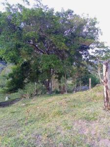 Sector la pajarita S/n, Guásimos, Táchira 5001, Venezuela