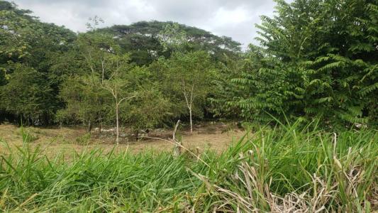Quebrada Amarilla Jacó Garabito, Puntarenas 00001, Costa Rica