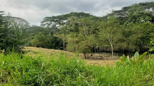 Quebrada Amarilla Jacó Garabito, Puntarenas 00001, Costa Rica