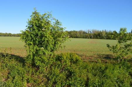 0 DICKIE ROAD, Borden-Carleton-, Prince Edward Island C0B 1M0, Canada