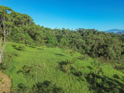 Dominical Osa, Puntarenas 00001, 哥斯達尼加
