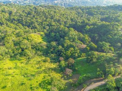 Dominical Osa, Puntarenas 00001, 哥斯達尼加
