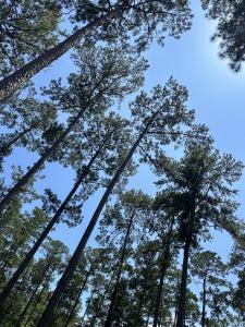 6028 lot 2 PR 6028, Brookeland, Texas 75931, Stati Uniti