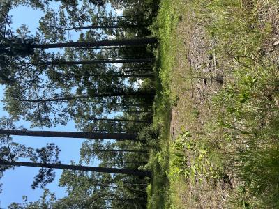 6028 lot 2 PR 6028, Brookeland, Texas 75931, Stati Uniti