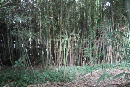 La Estrella, 安蒂奧基亞 0000, 哥倫比亞