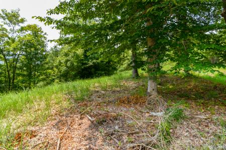 319 The Vines Boulevard #21, Marshall, North Carolina 28753