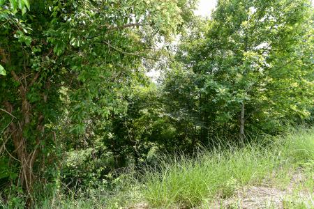 Lot 9 The Vines Boulevard, Marshall, North Carolina 28753