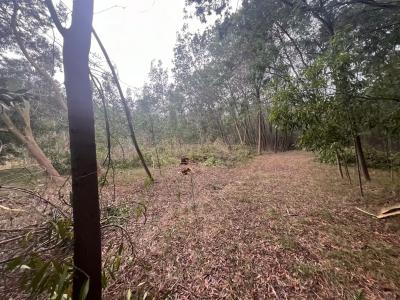 Mira, Coimbra 3070-531, Portugal