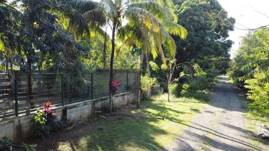 Matapalo Osa, 푼타레나스 00001, 코스타 리카